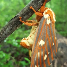 Regal Moth, Citheronia regalis