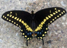 The Black Swallow Tail (Papilio polyxenes)