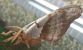 Giant Silk Moth (Antheraea polyphemus)