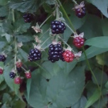 Blackberries, Rubus pensilvanicus