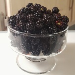 Blackberries, Rubus pensilvanicus
