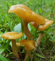 Ringless Honey mushroom