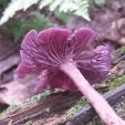 Amethyst Deceiver mushroom
