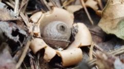 Earthstar puffball mushroom