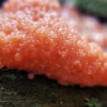 Slime Mold - Tubifera Ferruginosa