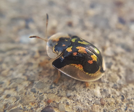 Mottled Tortoise Beetle, Deloyala guttata
