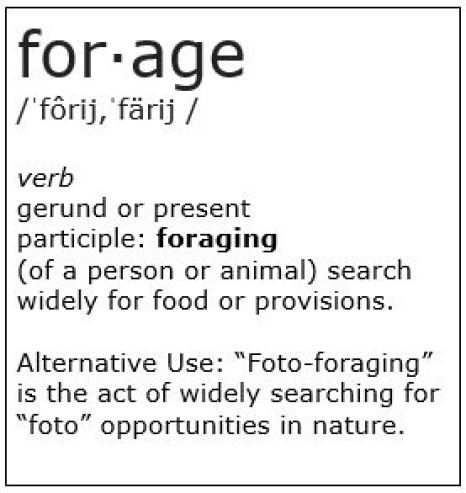 Definition of Forage