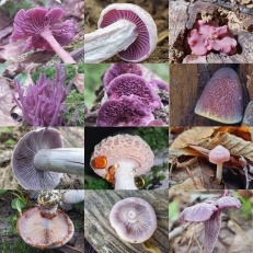 Purple Mushroom Collage