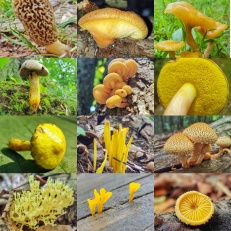 Yellow Mushroom Collage