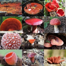 Red Mushroom Collage