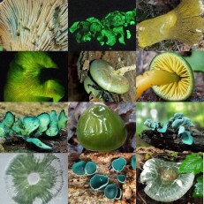 Green Mushroom Collage