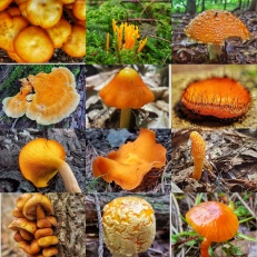 Orange Mushroom Collage