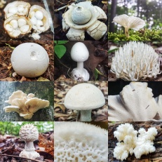 White Mushroom Collage