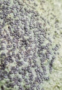 Smokey-Eyed Boulder Lichen